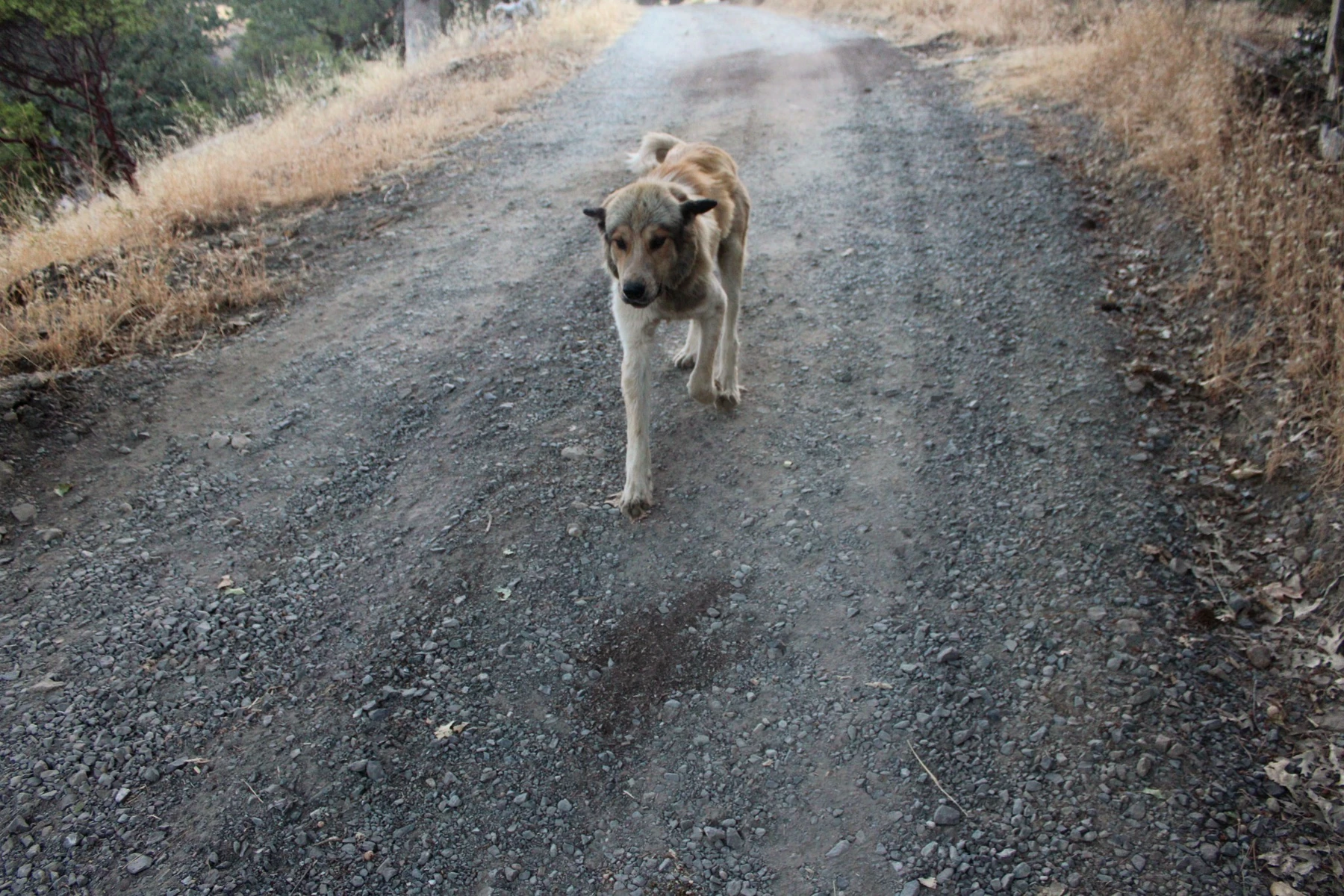 Farm dog walking along a gravel road