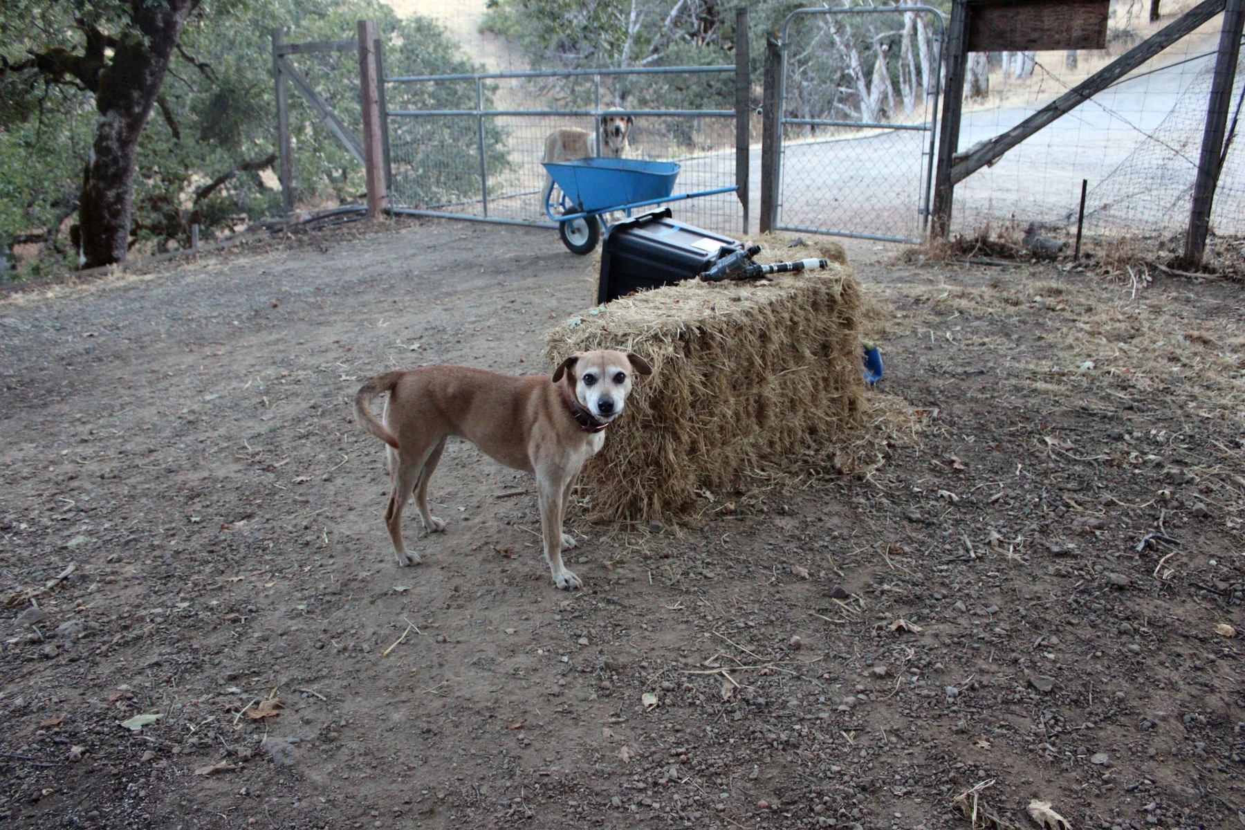 Farm dogs near a hay bale and gate