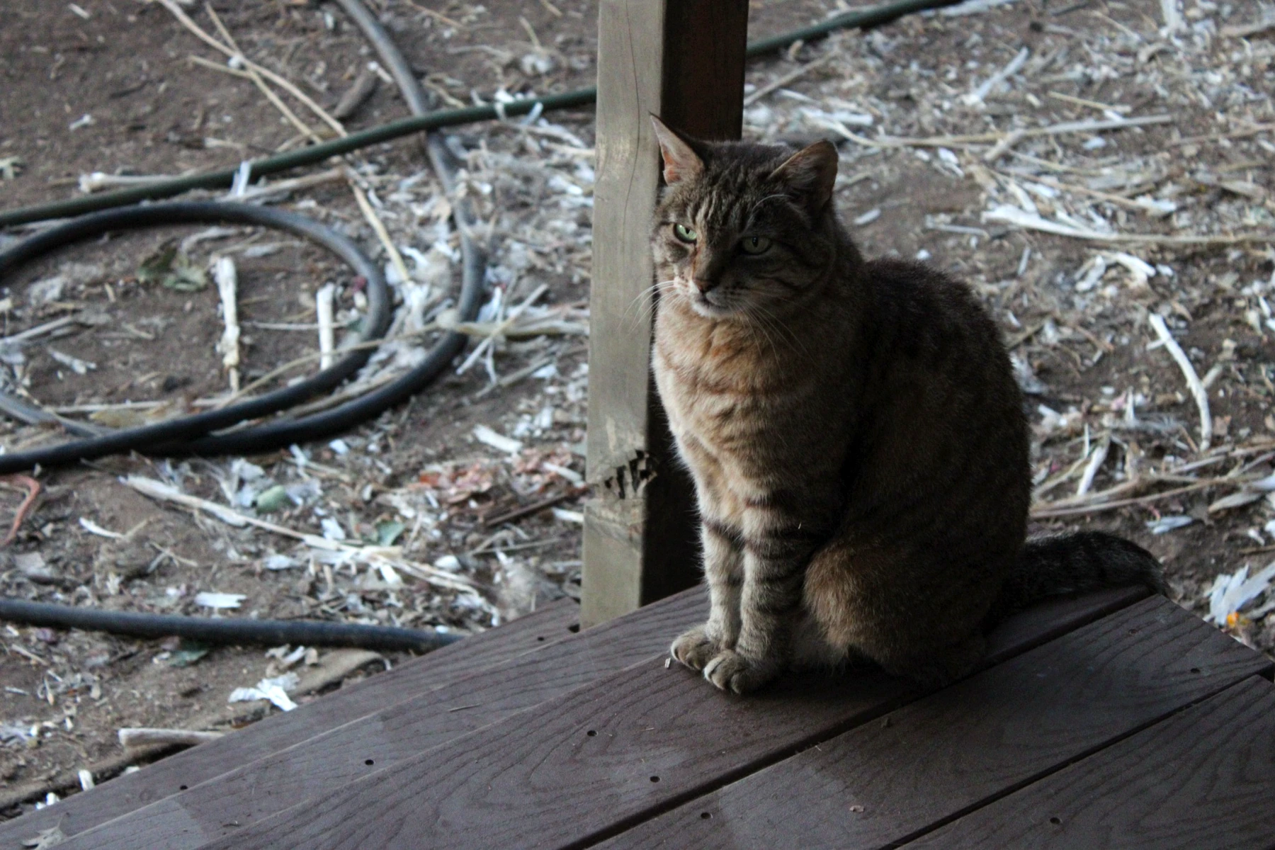 Farm cat sitting on a wooden porch