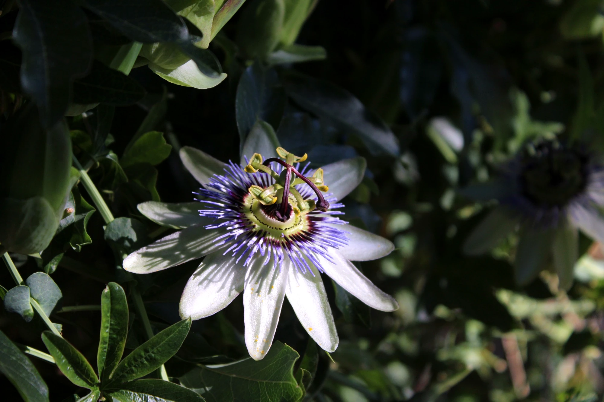 Passionflower blooming at HappyDay Farms